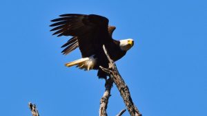 Bald Eagle