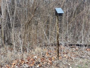 Bluebird Box